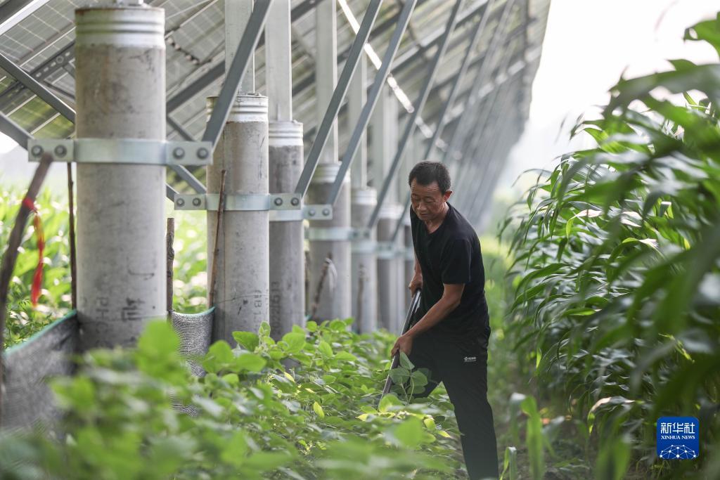 卖糖果的网址